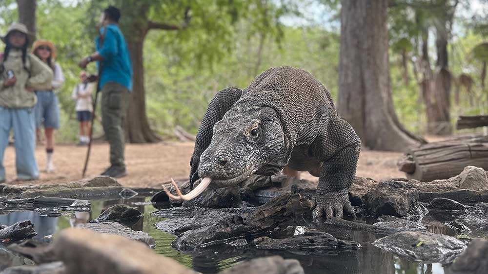 Komodo Island